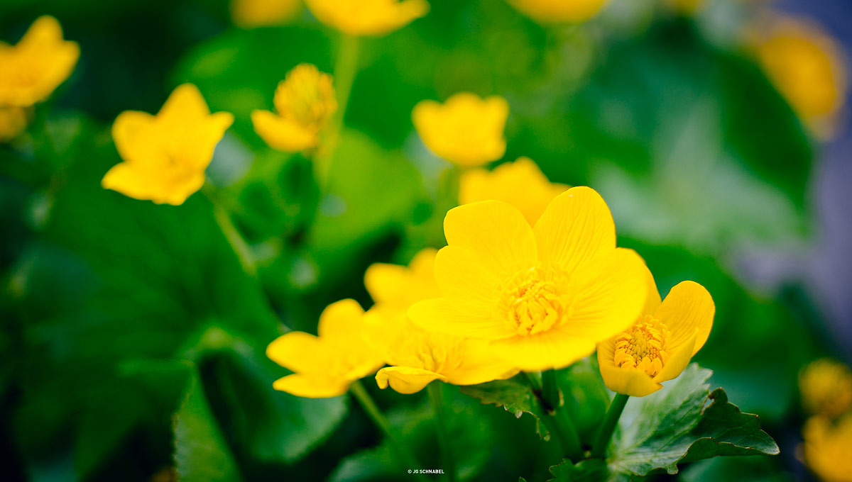 JGS_200414_09043_1200px