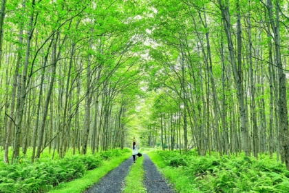 forest-3566490_1920