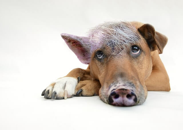 pig-dog-2613125_640