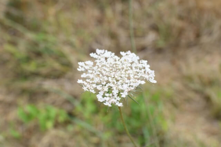 hemlock-7401397_1280